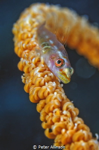 wire coral goby by Peter Allinson 